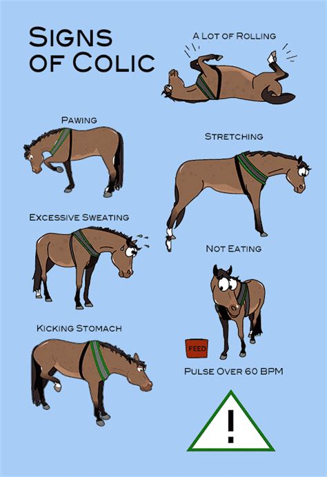 Colic in Horses - What to Look For | Nzymes.COM