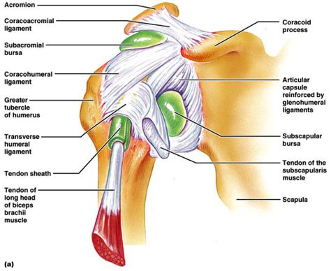 Image result for subscapularis bursa