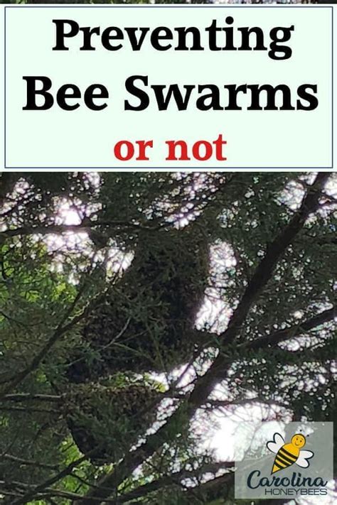 Swarm Prevention in Honey Bees - Carolina Honeybees | Bee keeping ...