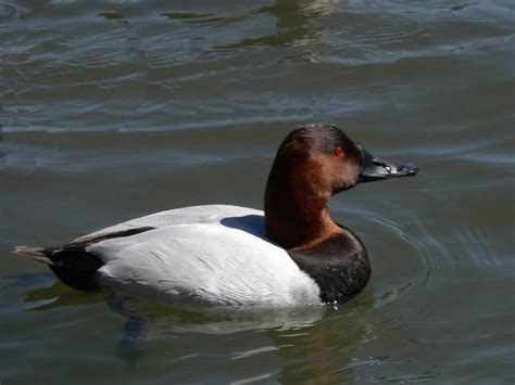 Canvasback - Aythya valisineria - NatureWorks