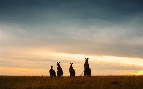 Maria Island Tasmania: 15 Incredible Things to Do – We Seek Travel Blog