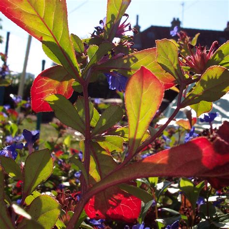 Ceratostigma plumbaginoides Plumbago for sale | Rare Roots