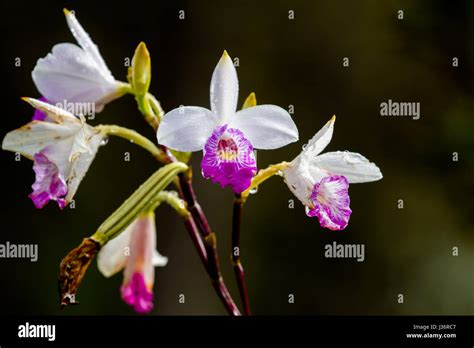 Bamboo Orchid (Arundina graminifolia), an orchid species growing in the ...