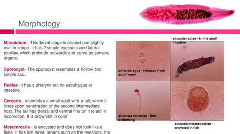 PPT - Clonorchis sinensis PowerPoint Presentation - ID:1158357