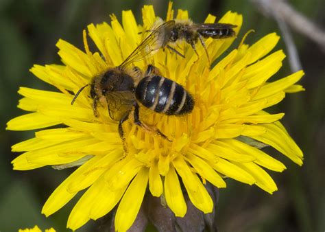 Nashenden Invertebrates | Naturally