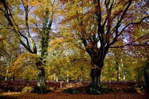 Autumn in The New Forest – Henry Szwinto - Photography