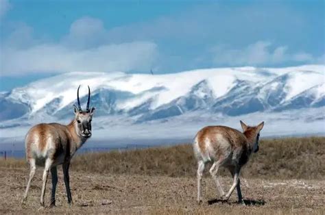 10+ Interesting Facts About Tibetan Plateau