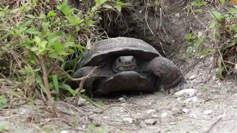 Gopher Tortoise Burrow - YouTube