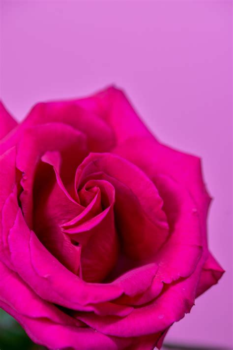 79 Wallpaper Pink Rose Picture - MyWeb