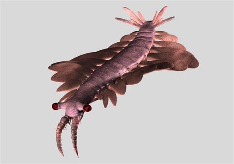 The Middle Cambrian 505 million yr old Burgess Shale (British Columbia ...