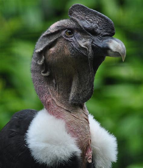 Andean Condor.-Vulture gryphus | Andean condor, Funny birds, Beautiful ...