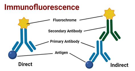 Immunofluorescence- Definition, Principle, Types, Uses, Limitations ...