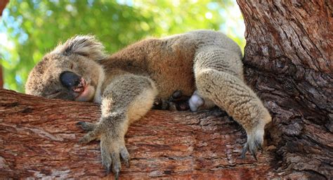 Are you sleeping like a giraffe or a koala? | Cape Cod Health News