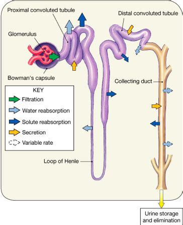 Renal Tubule Diagram