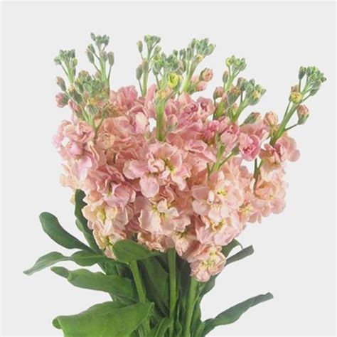 Stock Pink Flowers - Wholesale - Blooms By The Box