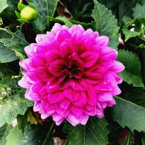 Dahlia Care: How To Grow A Dahlia Plant | Dahlia care, Plants, Growing ...