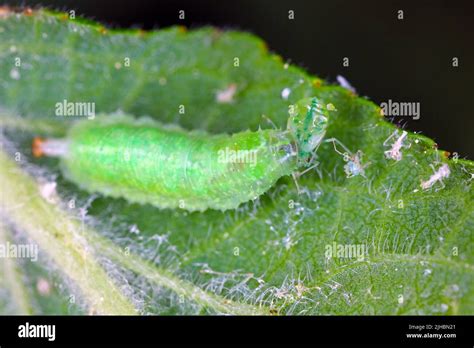 Syrphidae larvae (Hoverfly) with hunted aphid Stock Photo - Alamy