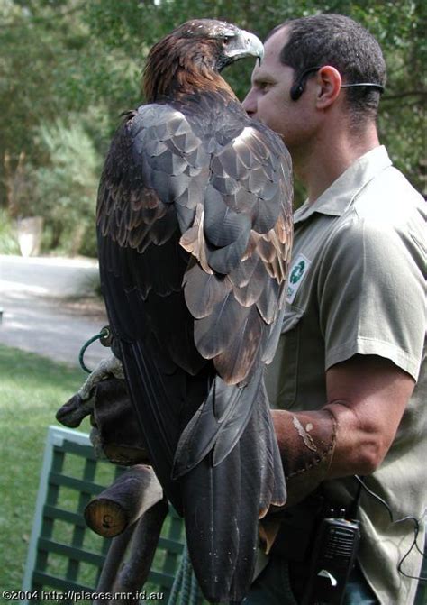 Australian Wedge Tailed Eagle (gives you some idea on how big these ...