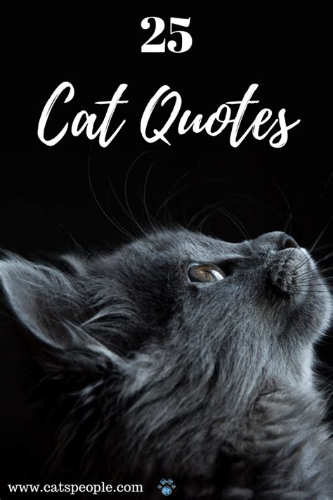 25 Cat Quotes | Cat quotes, Cats, Quotes by famous people