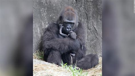 Baby gorilla dies six days after birth at Audubon Zoo - CNN