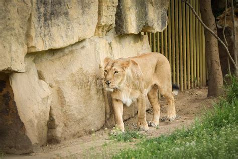 Lion in Zoo Habitat in the Czech Republic. Stock Photo - Image of ...