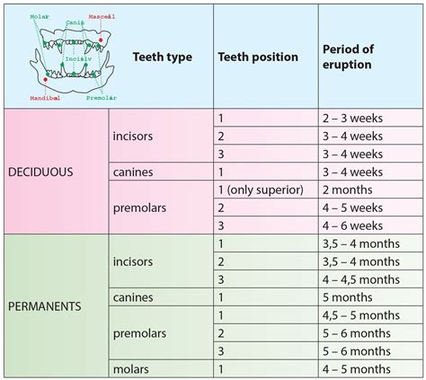 Kitten Teeth Age Chart