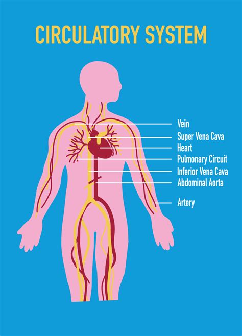 Circulatory System Diagram For Kids – NBKomputer