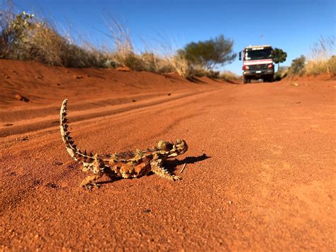 Great Sandy Desert : r/perth