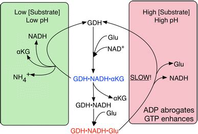 Schematic diagram of glutamate dehydrogenase catalysis. Under high ...