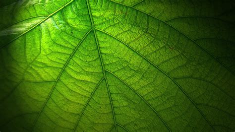 Green Leaf Wallpapers - Wallpaper Cave