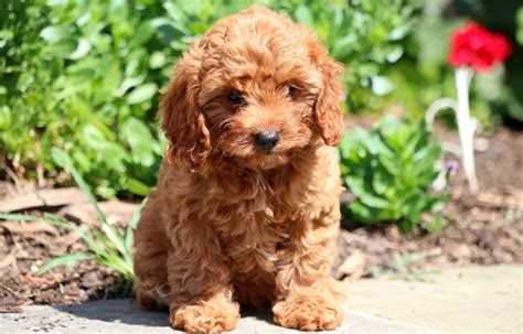 Cavapoo Puppies for Sale - Keystone Puppies | Cavapoo puppies, Cavapoo ...