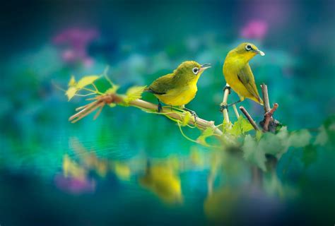 Cute Birds Wallpapers For Desktop