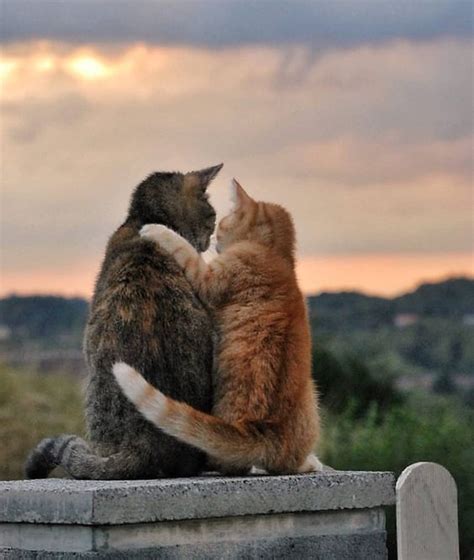 Cat hugging another cat | Cute cats, Beautiful cats, Kittens cutest