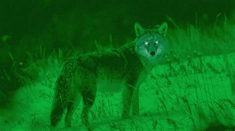 5 Best Night Vision Scopes For Coyote Hunting (2022) - eatingthewild.com