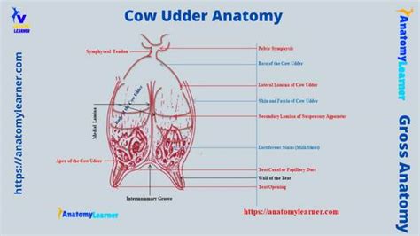 Cow Udder Anatomy - Features of Mammary Gland » AnatomyLearner >> The ...