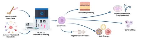 Gentle Sorting of Stem Cells - Nanocellect