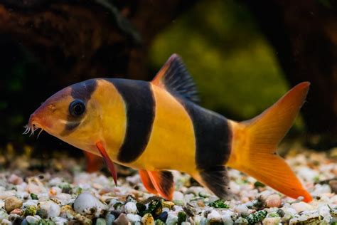 Clown Loach - The Care, Feeding and Breeding of Clown Loach Fish ...