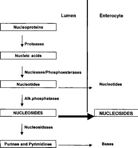 NUCLEOTIDES IN INFANT NUTRITION 167 Contribution of Dietary Nucleotides ...