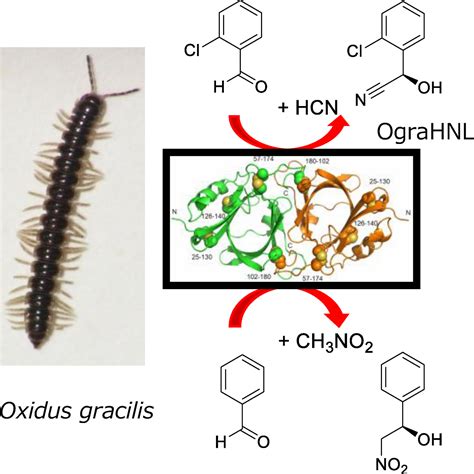 Structure–Based Site–Directed Mutagenesis of Hydroxynitrile Lyase from ...