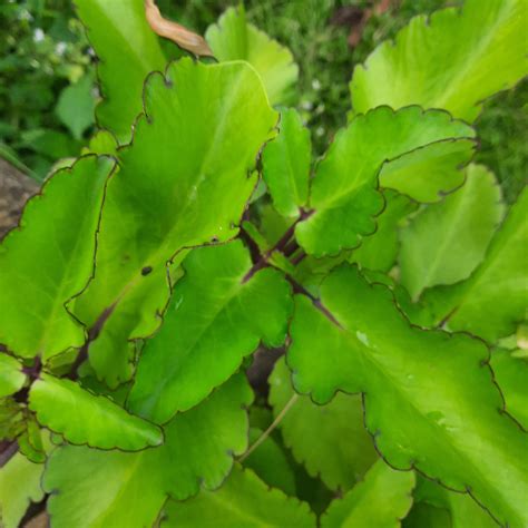 Kalanchoe Pinnata Medicinal Uses