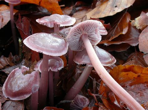 Mycena diosma: The Ultimate Mushroom Guide