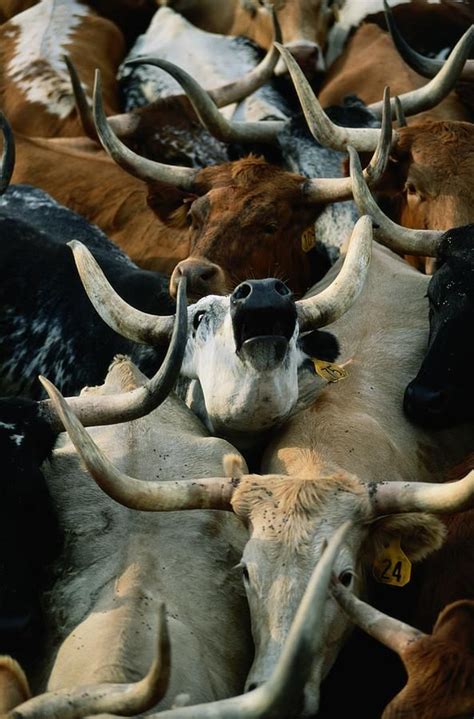 Longhorn Cattle, Joel Sartore | Longhorn cattle, Cattle, Farm animals