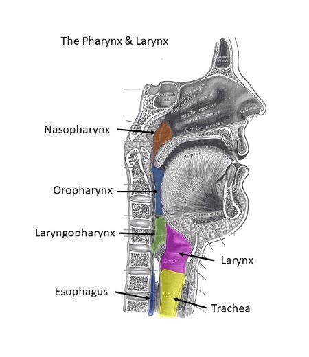 What connects the laryngopharynx with the trachea? | Homework.Study.com