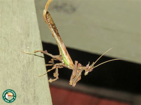 Brazilian Dragon Mantis (Os Louva-a-Deus do Rio de Janeiro) · iNaturalist