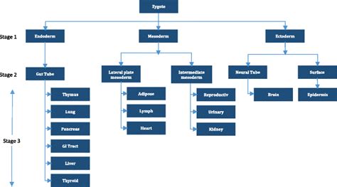 Mammalian developmental tree. Each of the 21 cancer types was assigned ...