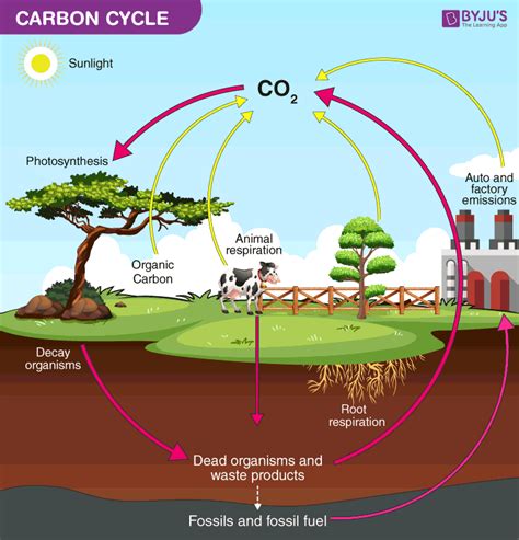 Carbon Cycle - Definition, Process, Diagram Of Carbon Cycle