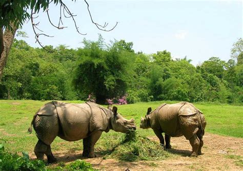 Guwahati Zoo | Assam State Zoo in guwahati | Wildlife photos