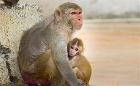 Silver Springs Monkeys: A Florida Tourist Attraction Gone Wrong - Soapboxie