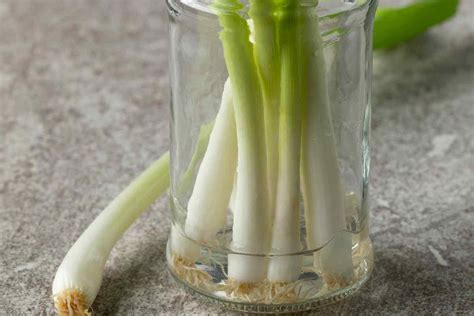 Smart Gardening: Grow Green Onions from Scraps Easily - Sprouted Home