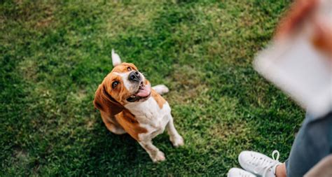 Dog Commands: How to Train Your Dog to Sit